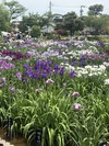 ファイル 1713-3.jpg